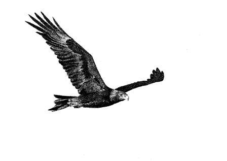 Wedge Tailed Eagle Clipart.