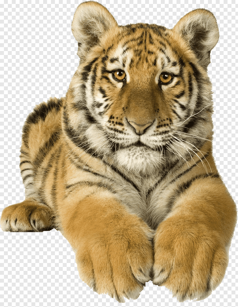 Cats, Lion, Bengal Tiger, Siberian Tiger, White Tiger.