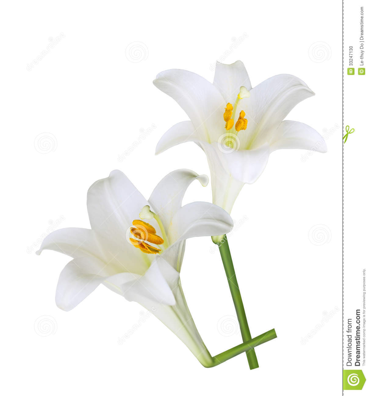 Easter Lily Clipart No Background.