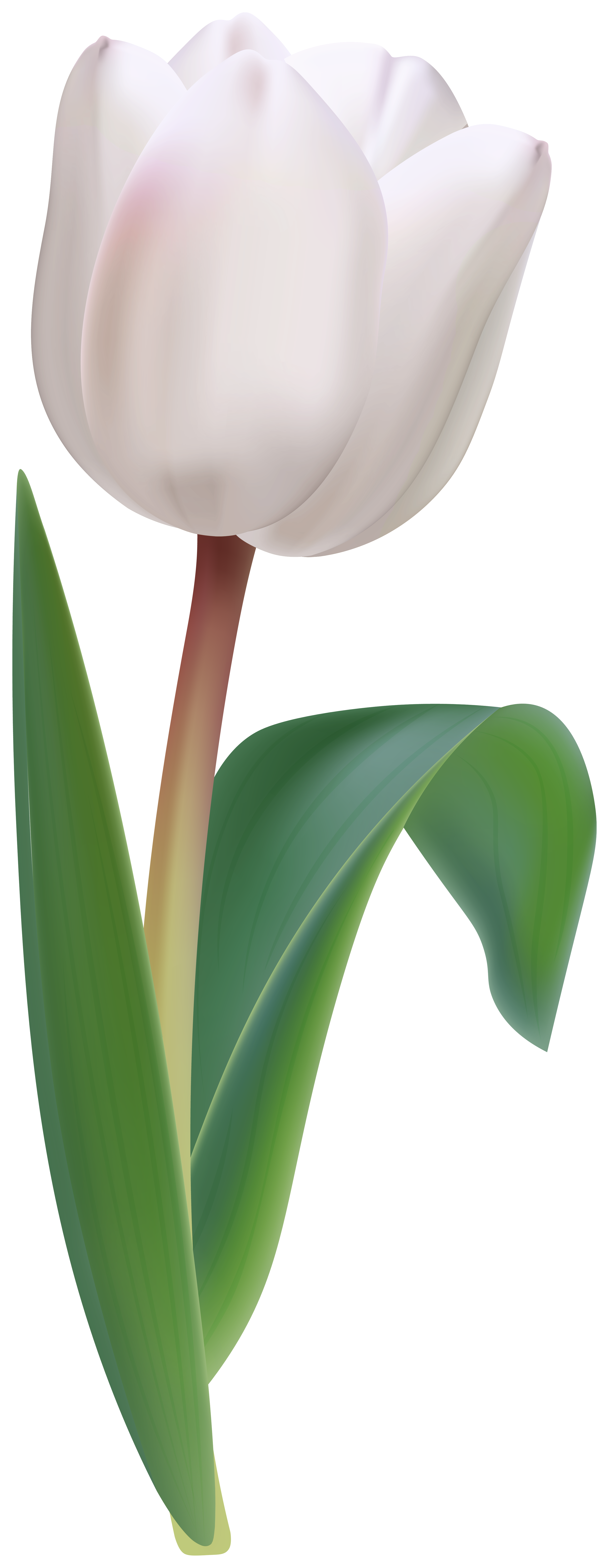White Tulip Flower Transparent Image.