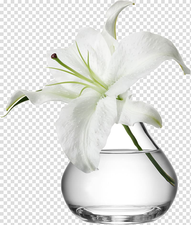 White flower in clear glass vase , Vase Flowerpot Glass.