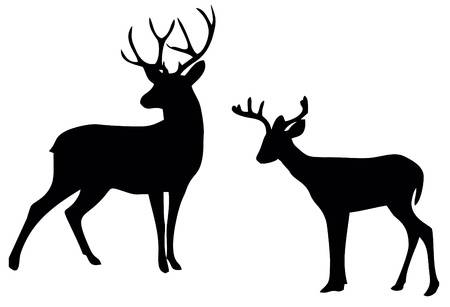 654 Whitetail Deer Stock Vector Illustration And Royalty Free.