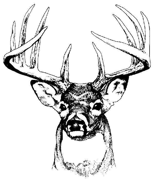 Free Deer Graphics, Download Free Clip Art, Free Clip Art on.