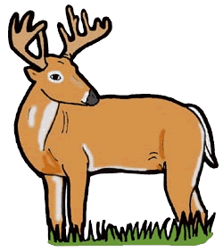 Image result for white tailed deer clipart.