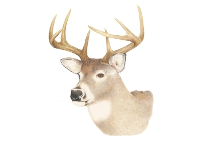 Whitetail Deer Clipart.