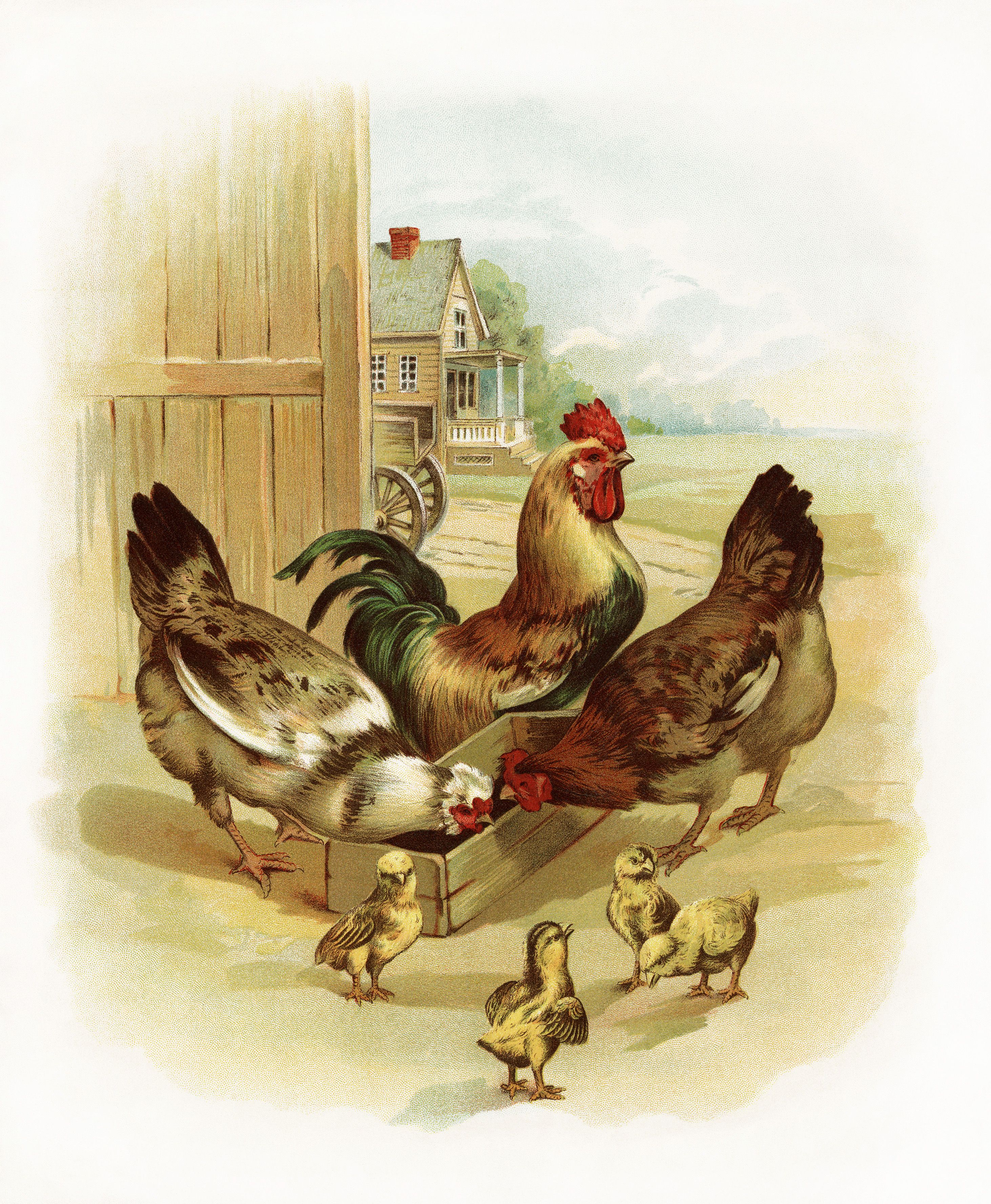 Farm Chicken Chicks Illustration Farm Animals Clipart.
