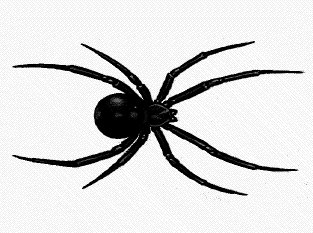 Free Black Widow Spider Art, Download Free Clip Art, Free.