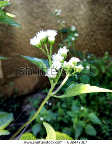 Ageratum Stock Images, Royalty.