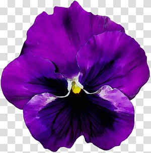 Blue Iris Flower, Pansy, Violet, Vase, Flower Bouquet.