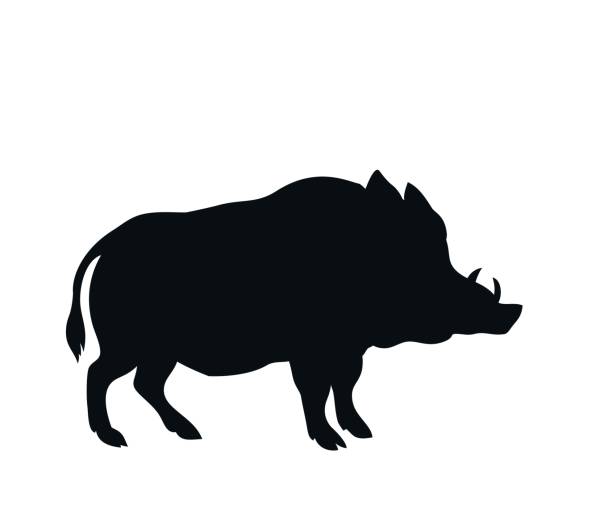 Best Wild Boar Illustrations, Royalty.