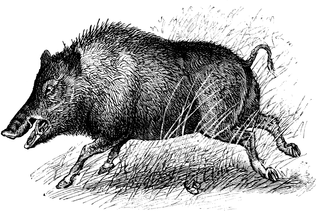 Wild boar clipart 20 free Cliparts | Download images on Clipground 2021