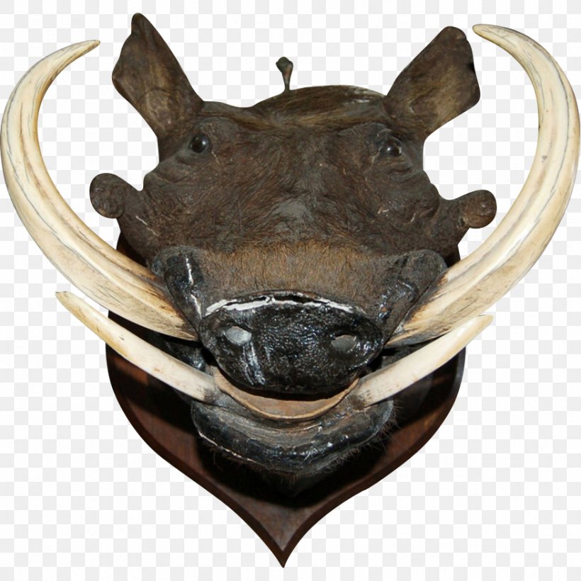 Wild Boar Common Warthog Boar\'s Tusk Helmet Skull, PNG.