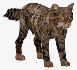 Wild Cats PNG, Free HD Wild Cats Transparent Image.