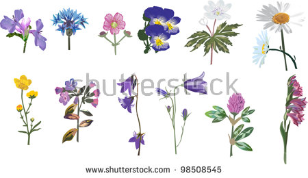 Wild flora clipart 20 free Cliparts | Download images on Clipground 2024