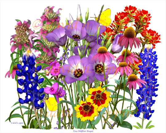 Free Wildflower Cliparts, Download Free Clip Art, Free Clip.