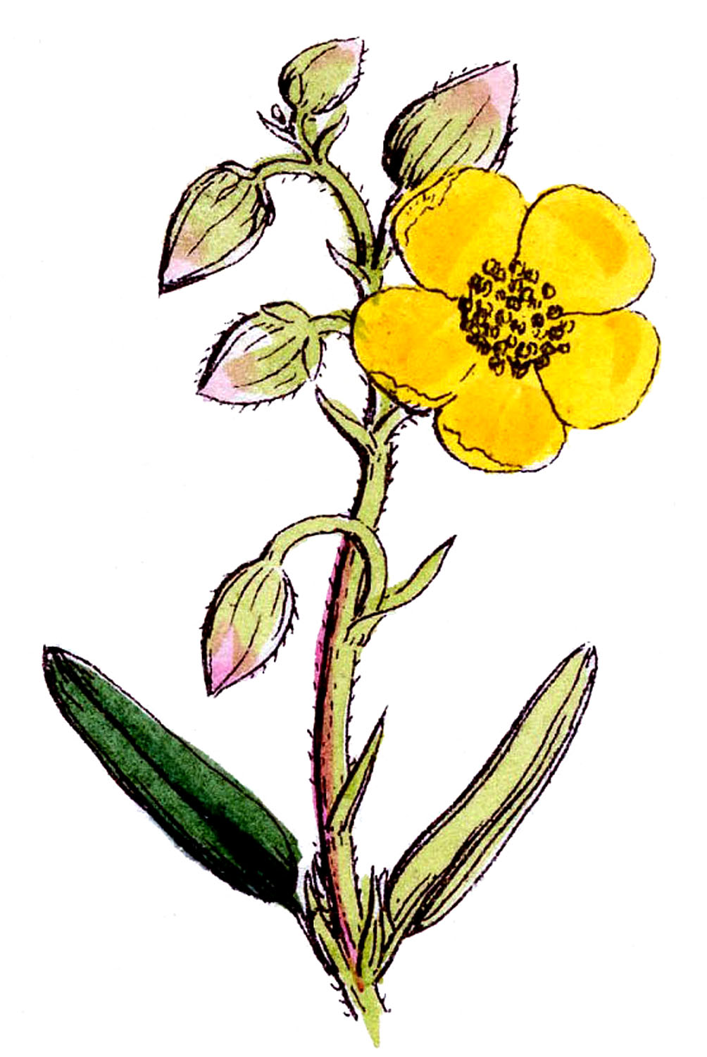 Wild Flower Clipart.