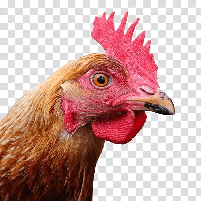 Brown rooster, Large Chicken Head transparent background PNG.