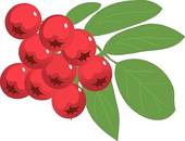 Clipart of picking, fruit, holding, wild berry, mountain berry.