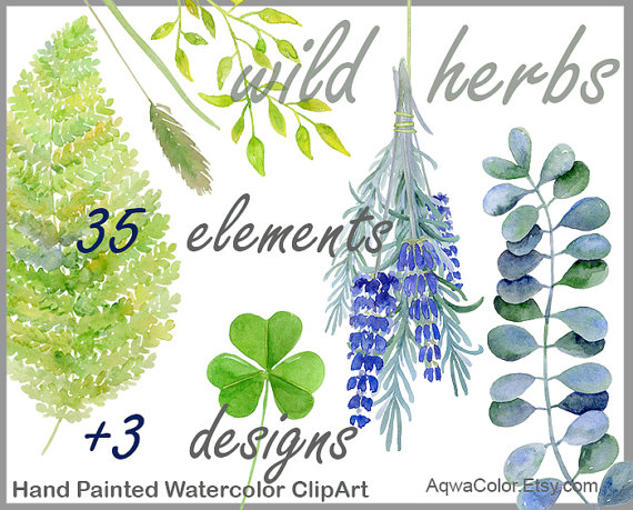 Watercolor clipart Wild Herbs commercial use clipart by AqwaColor.