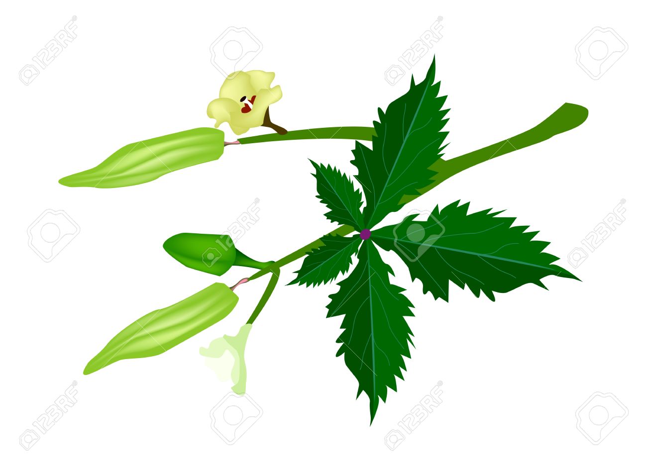 Okra Blossom Images & Stock Pictures. Royalty Free Okra Blossom.