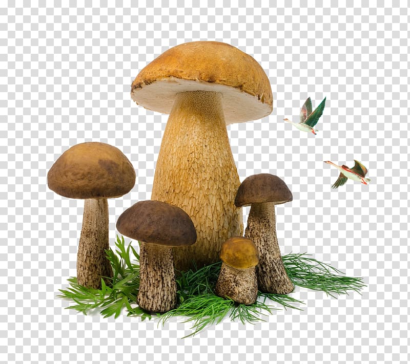 Edible mushroom Penny bun Fungus, Mushrooms and birds.