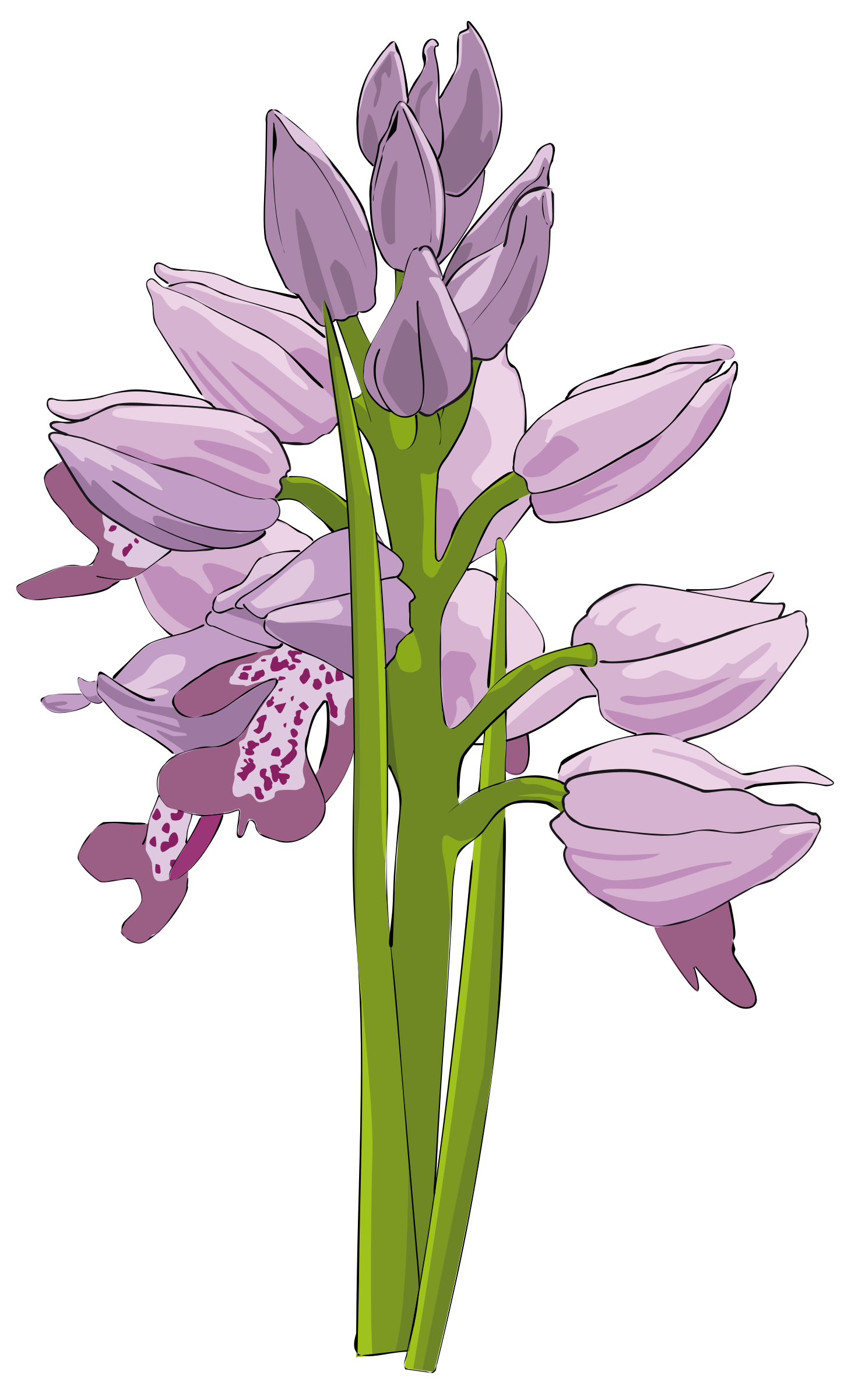 Wild orchid clipart 20 free Cliparts | Download images on Clipground 2021