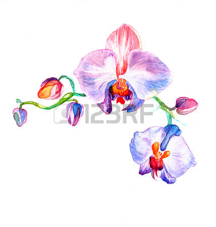 553 Wild Orchid Stock Vector Illustration And Royalty Free Wild.