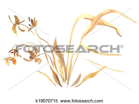 Stock Illustration of Wild Orchid Flower Watercolor Painting.
