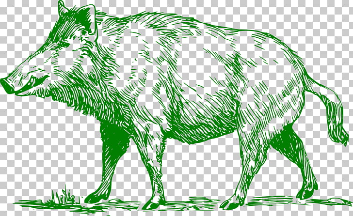 Wild boar Common warthog Peccary Boar hunting , wild pig PNG.