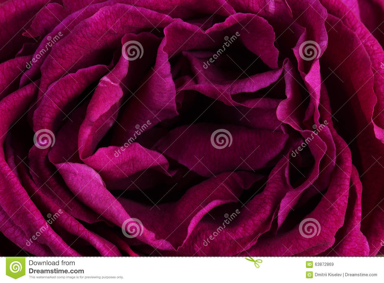 Related Keywords & Suggestions for Rose Plant With Thorns Clipart.