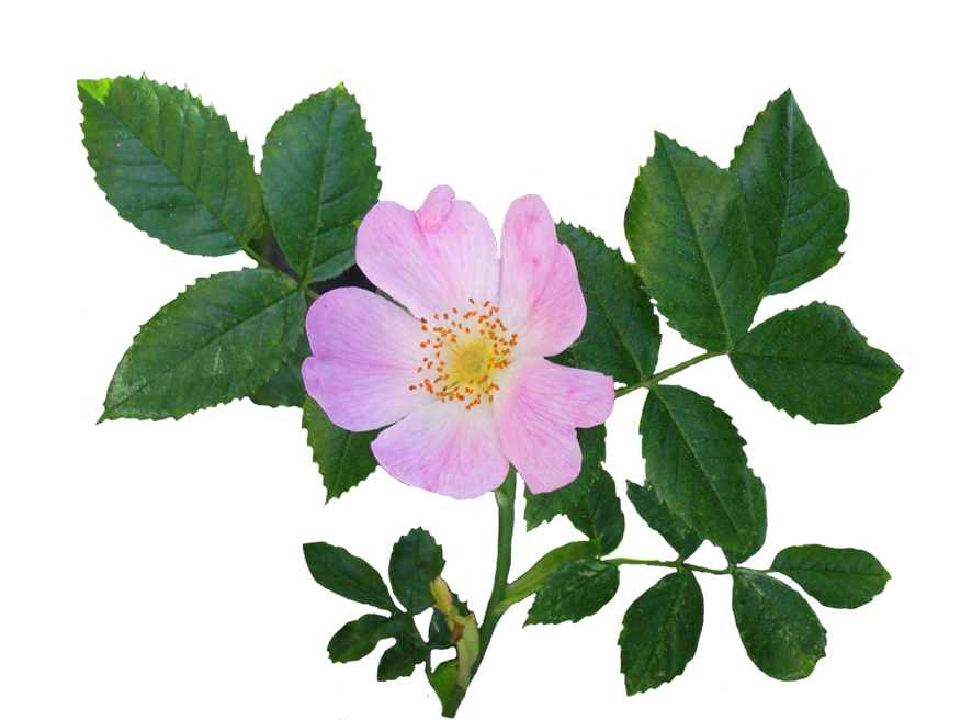 Wild rose clipart 20 free Cliparts | Download images on Clipground 2025