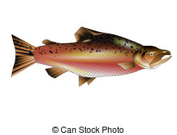 Salmon Stock Illustration Images. 8,353 Salmon illustrations.