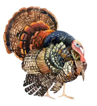 943 Wild Turkey Stock Vector Illustration And Royalty Free Wild.