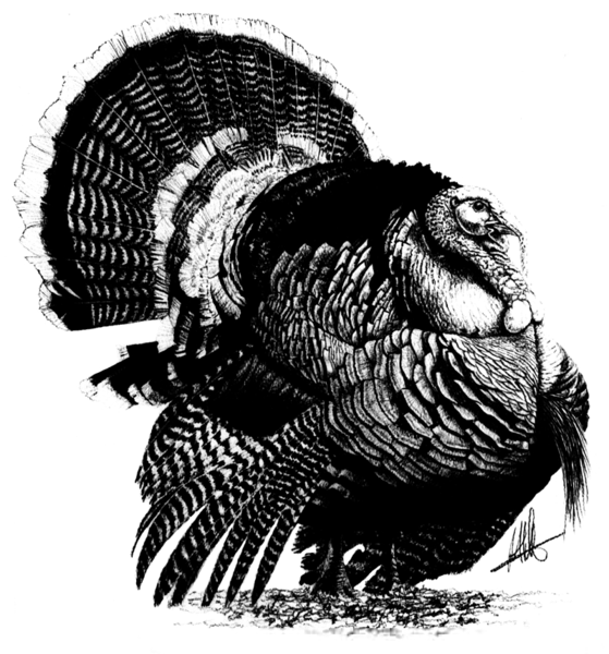 Download Free png Wild Turkey Clipart Black And White.