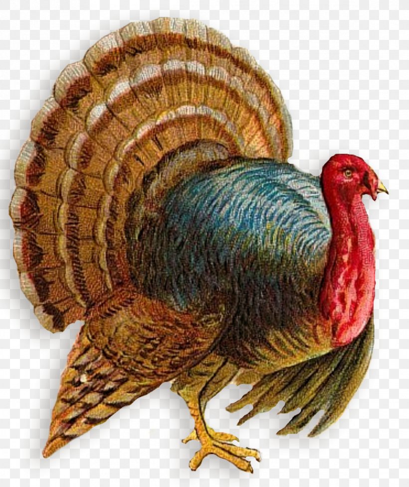 Turkey Clip Art, PNG, 1193x1422px, Broad Breasted White.