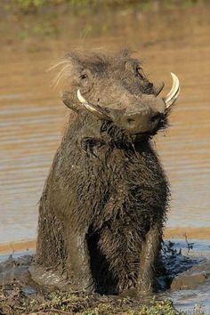 46 Best warthog images.