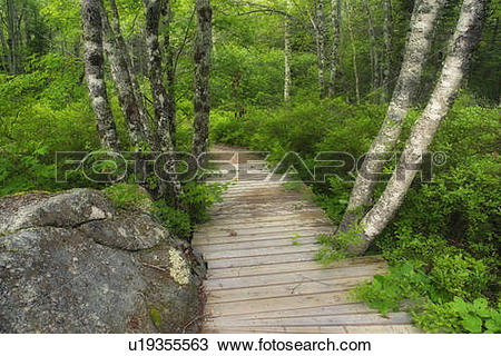 Stock Photo of Forest floor details and hiking details.