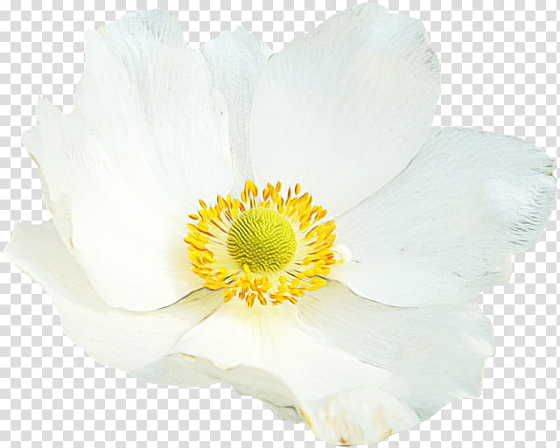 Poppy Flower, Rose Family, Anemone, Yellow, White, Petal.