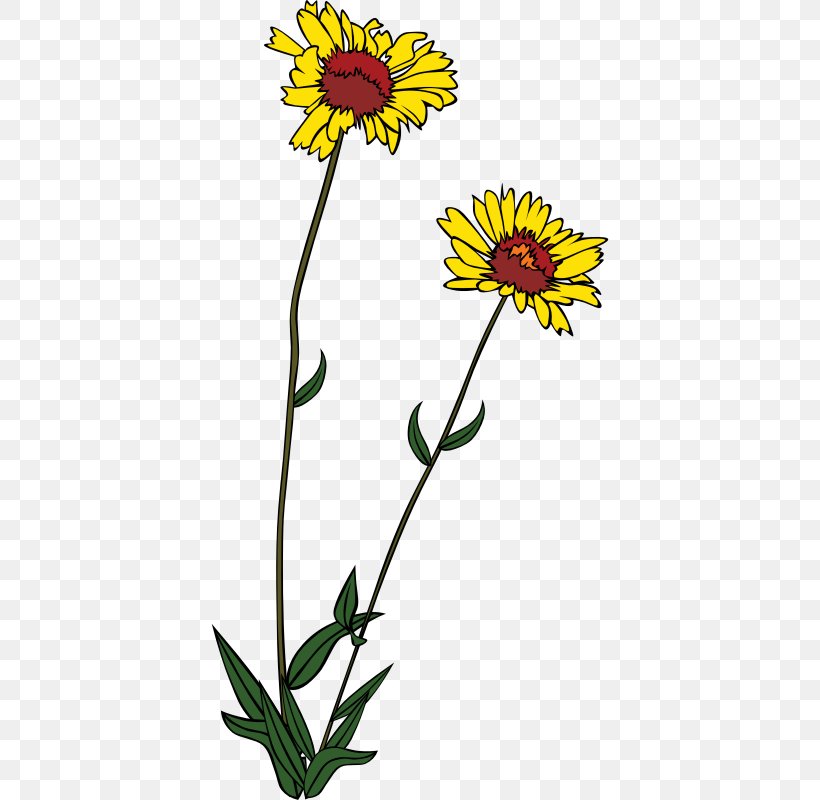 Wildflower Clip Art, PNG, 800x800px, Wildflower, Annual.
