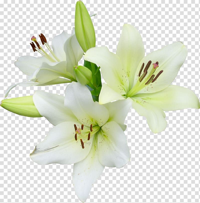 White Asiatic lilies, Flower Runner Easter lily Wildflower.