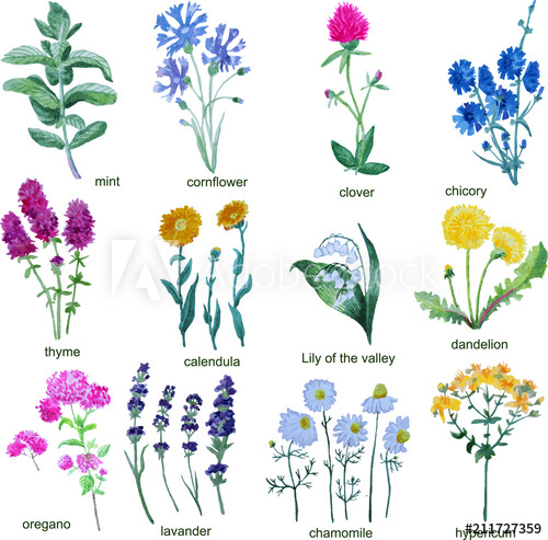 wildflowers white background clipart 10 free Cliparts | Download images ...