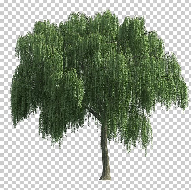 Tree Architecture Weeping Willow PNG, Clipart, Biome, Computer Icons.