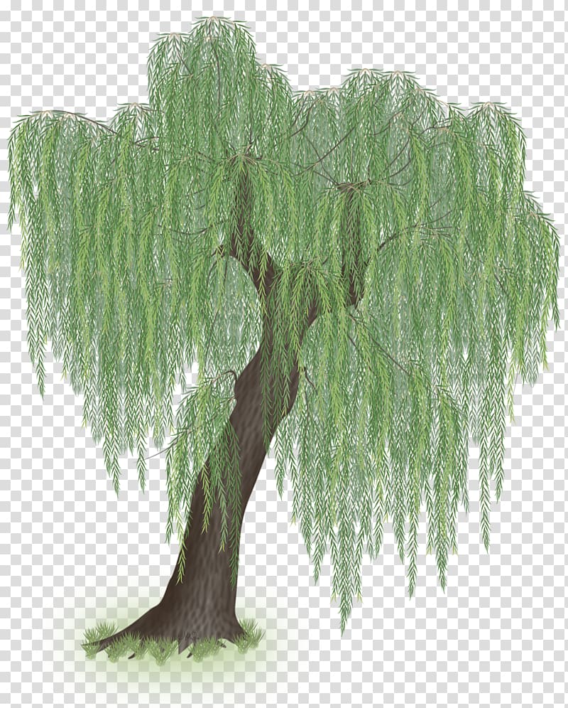 willow tree clipart watercolor 10 free Cliparts | Download images on