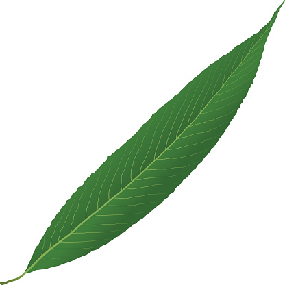 Free Willow Leaf Cliparts, Download Free Clip Art, Free Clip.