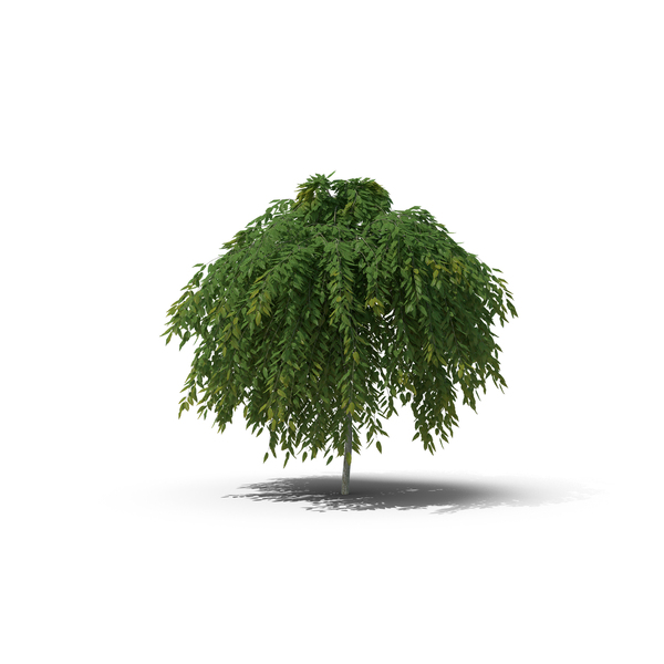 Willow Tree PNG Images & PSDs for Download.