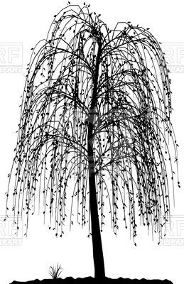 High detailed willow tree silhouette Vector Image.