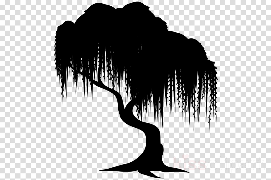 Weeping Willow Tree Drawing clipart.