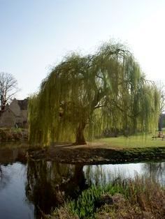 Weeping Willow By Pond in 2019.