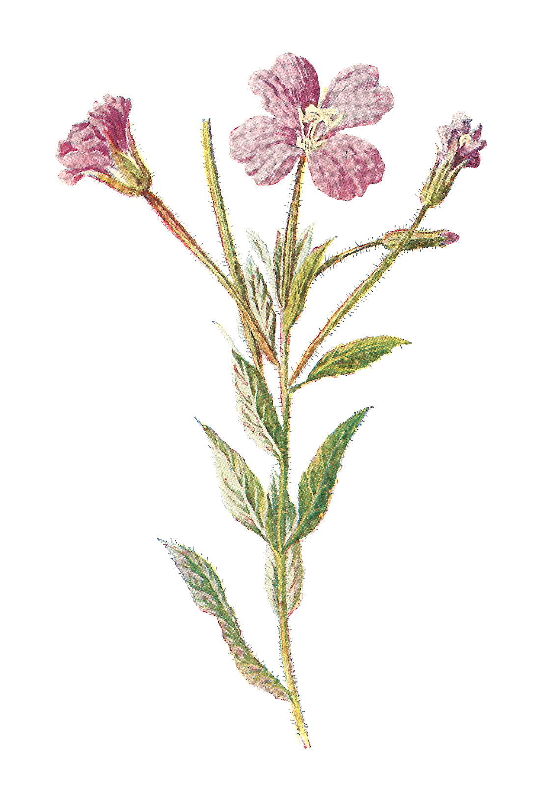 Willowherb clipart 20 free Cliparts | Download images on Clipground 2021