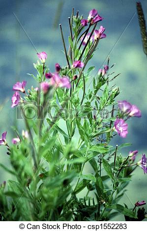 Stock Photos of Hairy Willow Herb G.